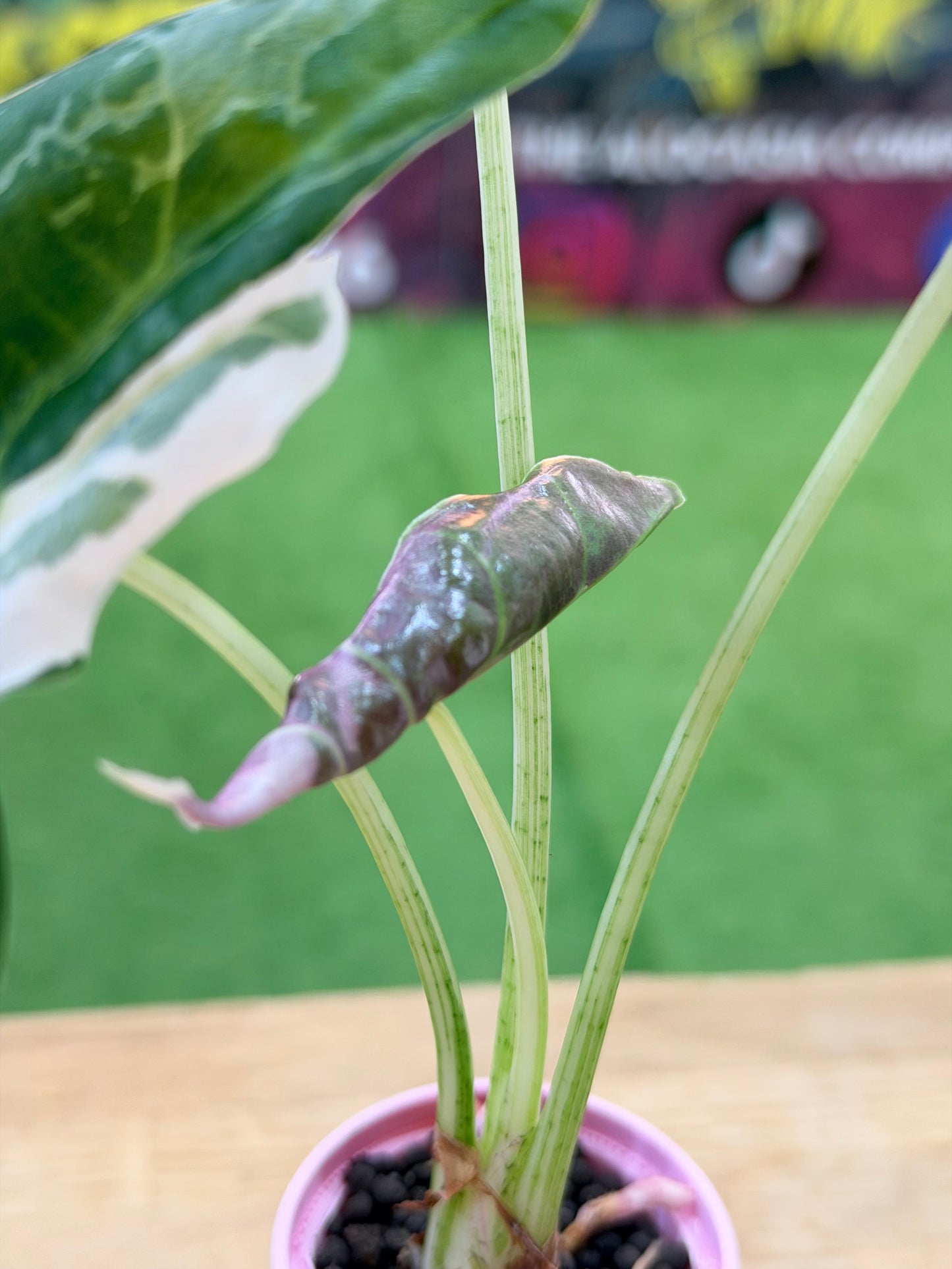 ALOCASIA LONGILOBA PINK BACK ALBO