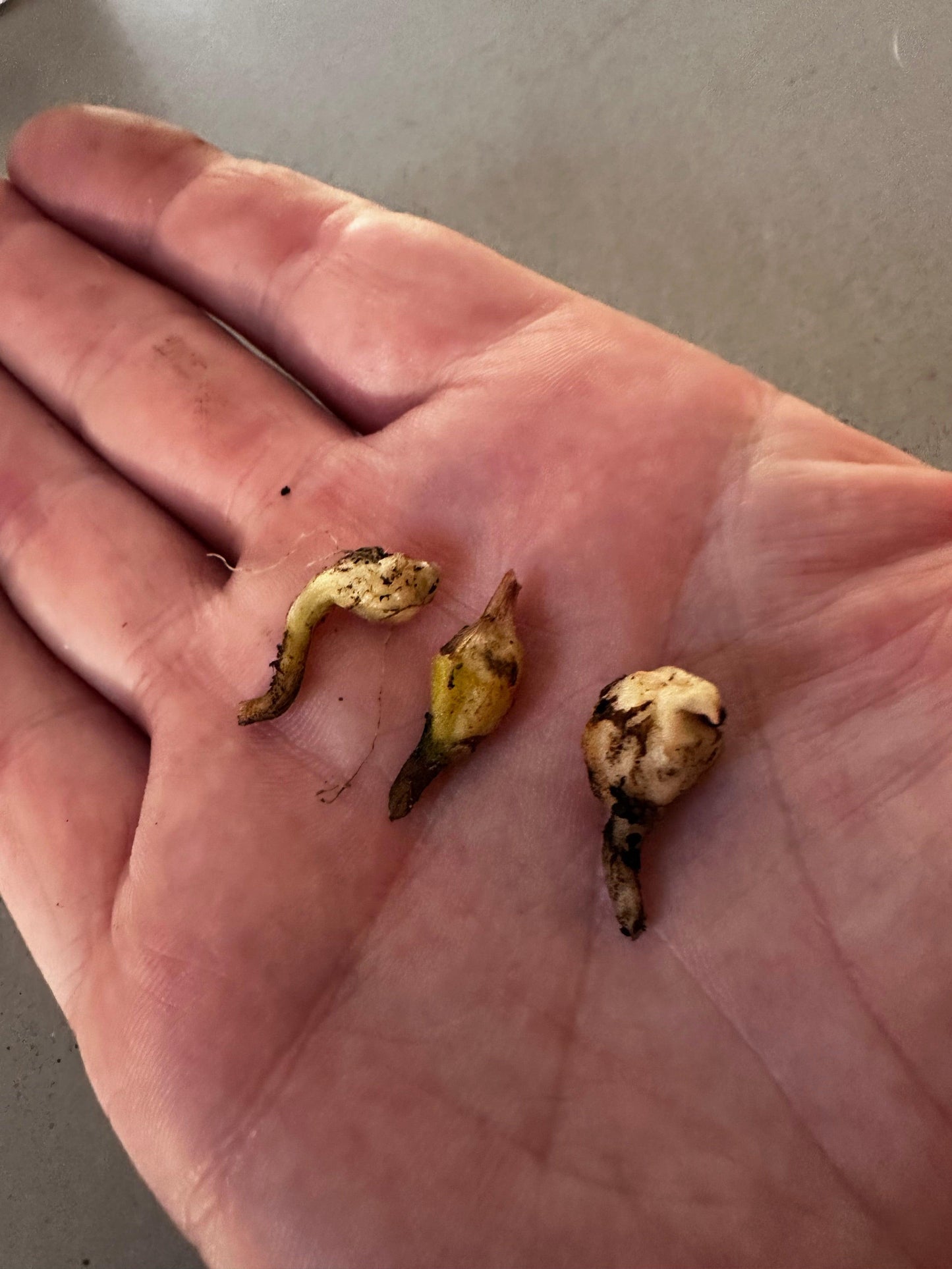 Pseudosanderiana Aurea - The Alocasia Company