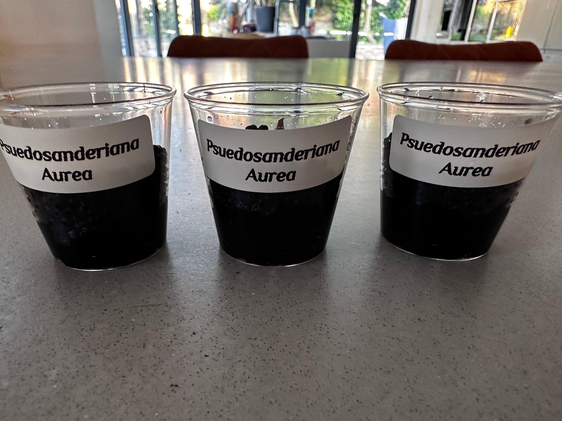 Pseudosanderiana Aurea Corms