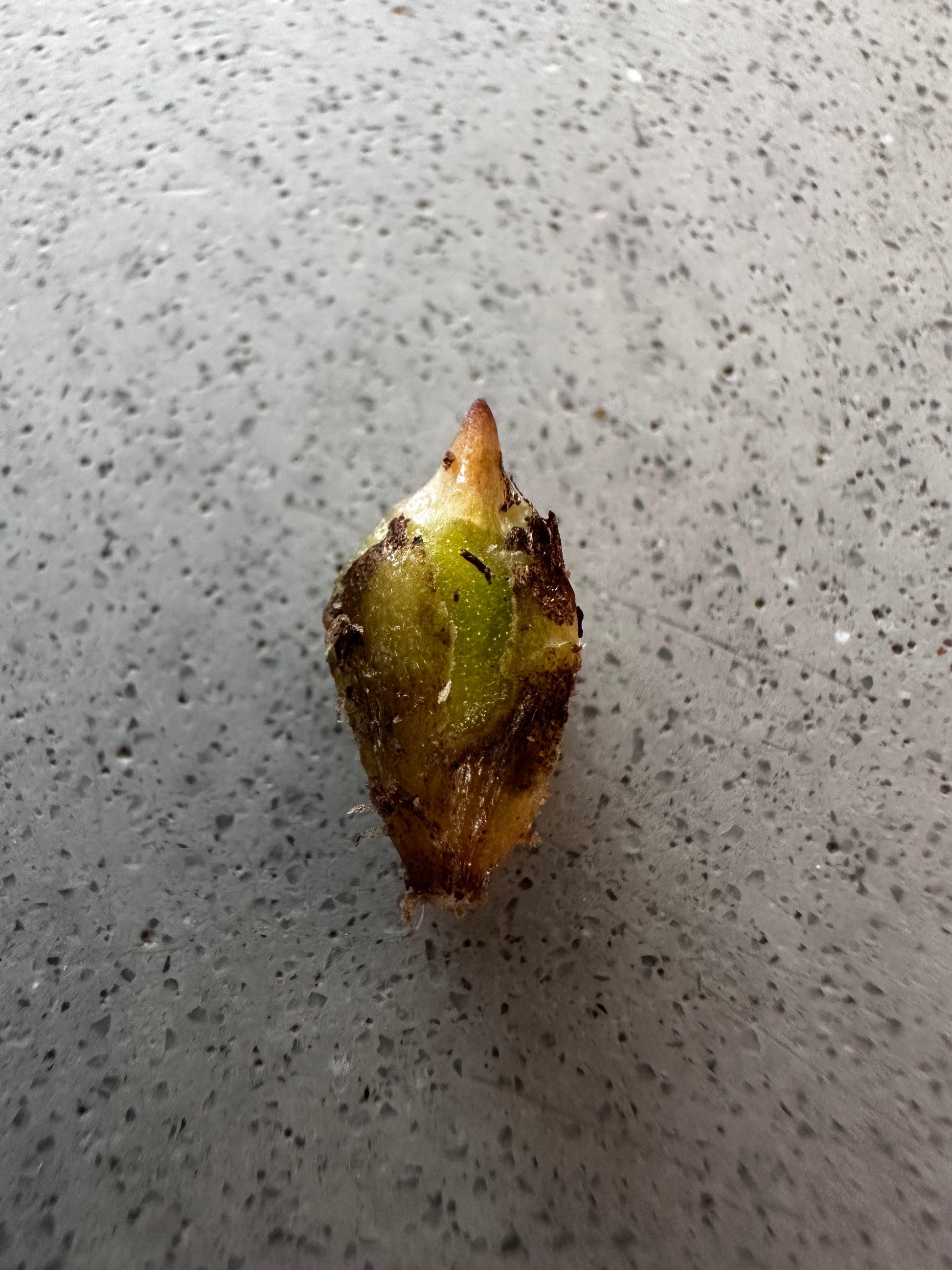 Fornicata - The Alocasia Company