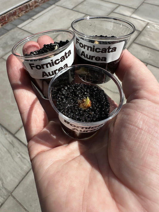 Fornicata - The Alocasia Company