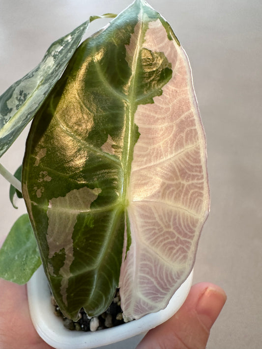 Alocasia Pink Dragon Albo