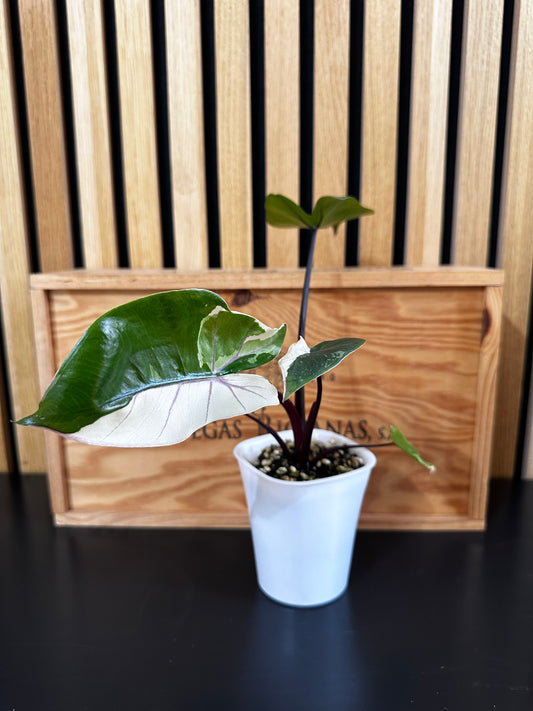 Alocasia Black Stem Albo (Macrorrhizos)