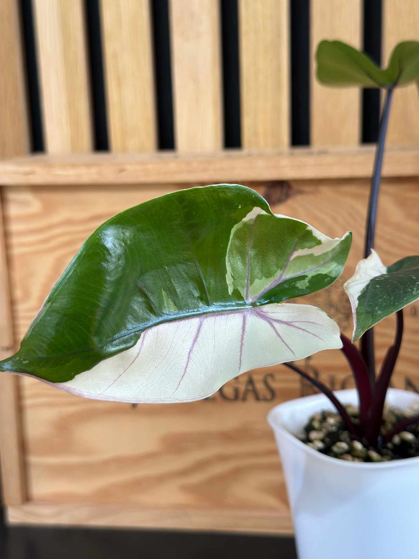 Alocasia Black Stem Albo (Macrorrhizos)