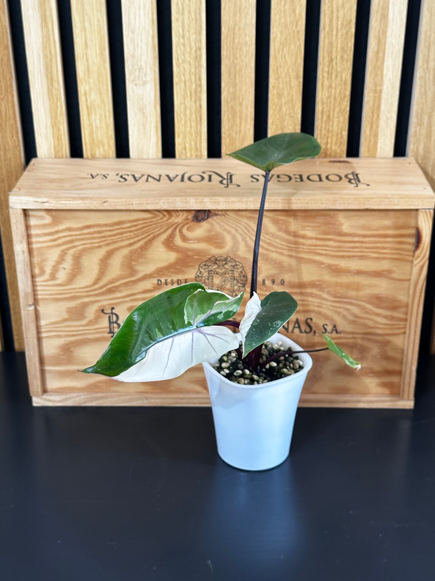 Alocasia Black Stem Albo (Macrorrhizos)