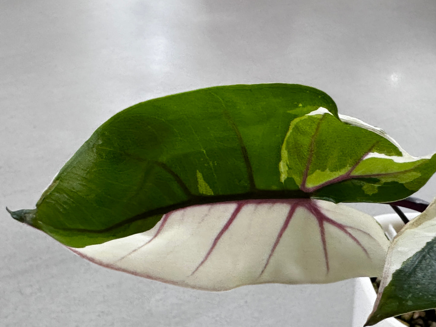 Alocasia Black Stem Albo (Macrorrhizos)