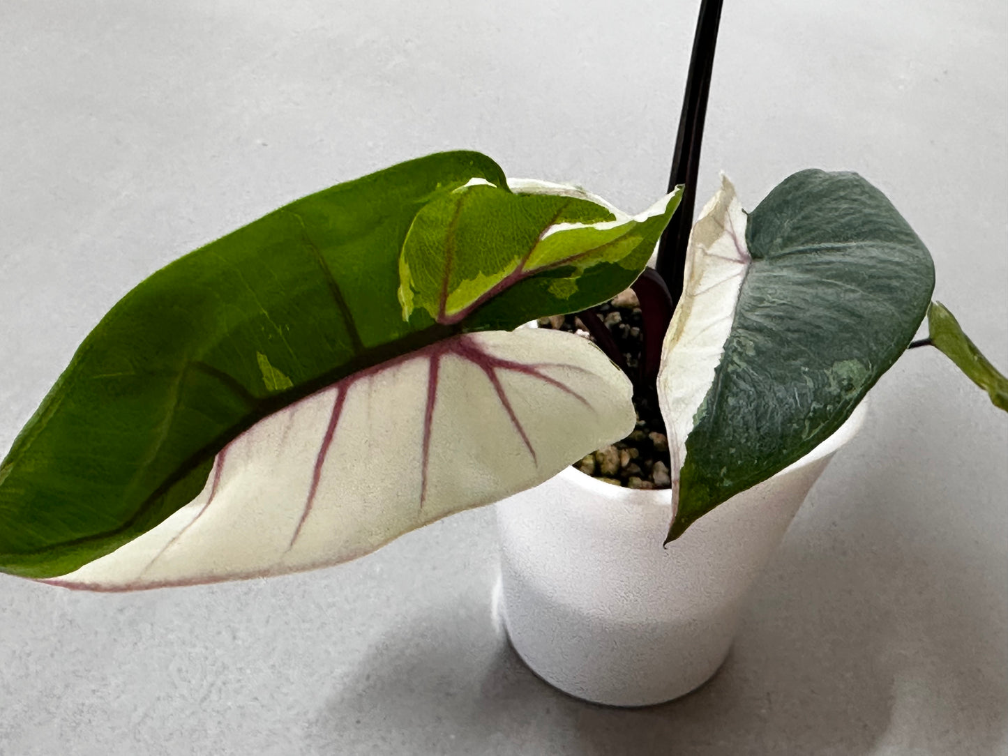 Alocasia Black Stem Albo (Macrorrhizos)