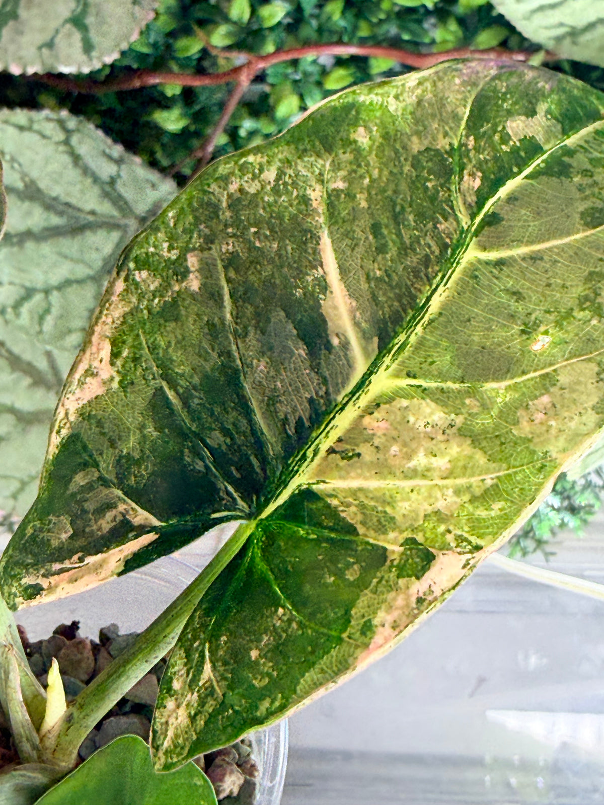 Alocasia reginae Pink Variegated, soft pink marbled on silver-green velvet foliage