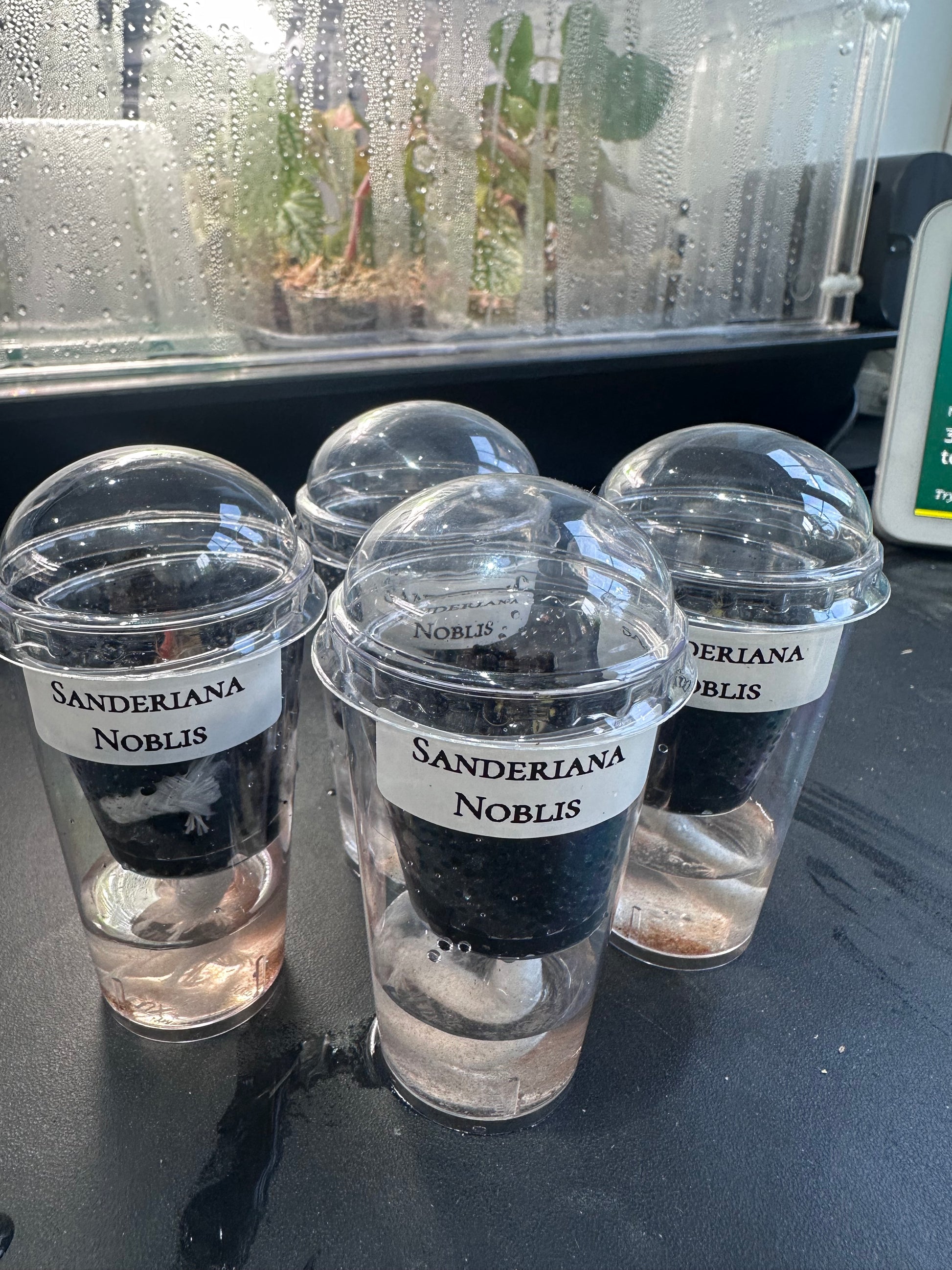 Alocasia Sanderiana Noblis Corms