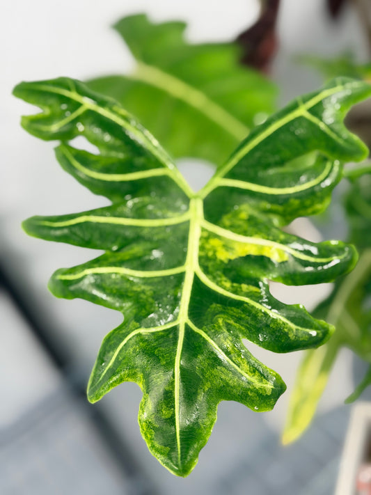 ALOCASIA PORTEI AUREA
