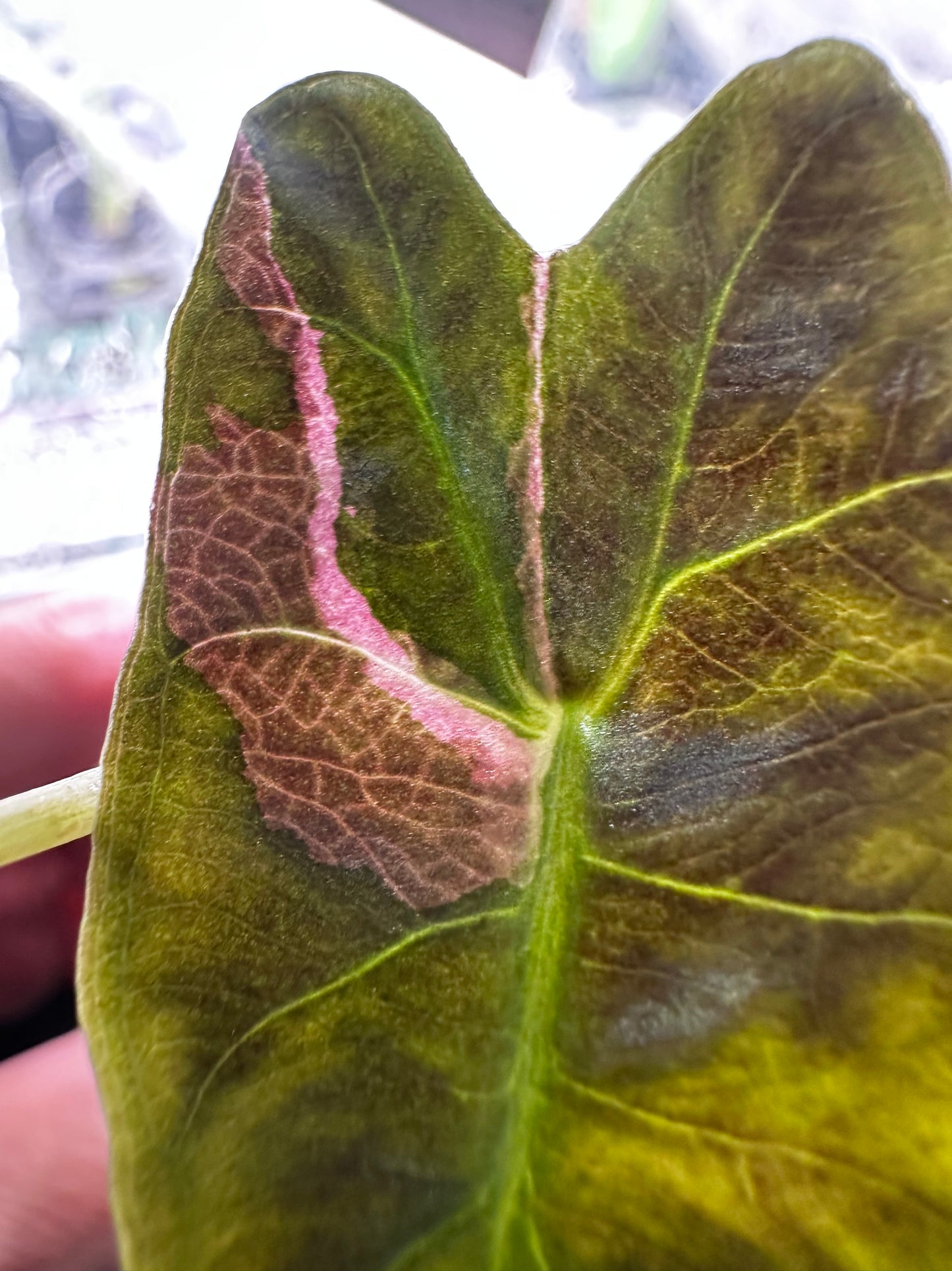 Alocasia Venom Pink