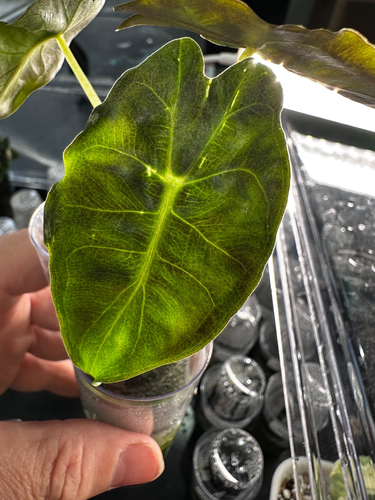 Alocasia Venom Pink