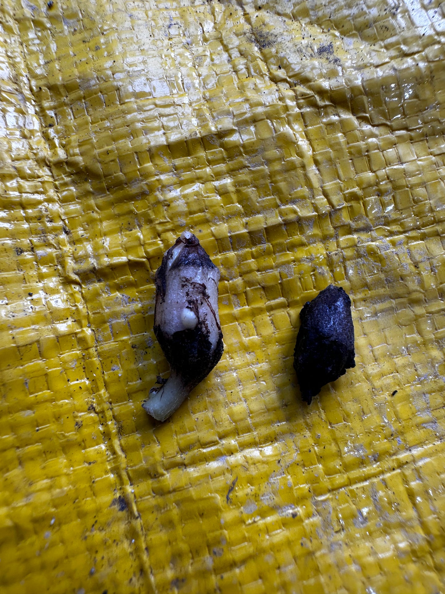 Alocasia Brancifolia Pink Passion Albo