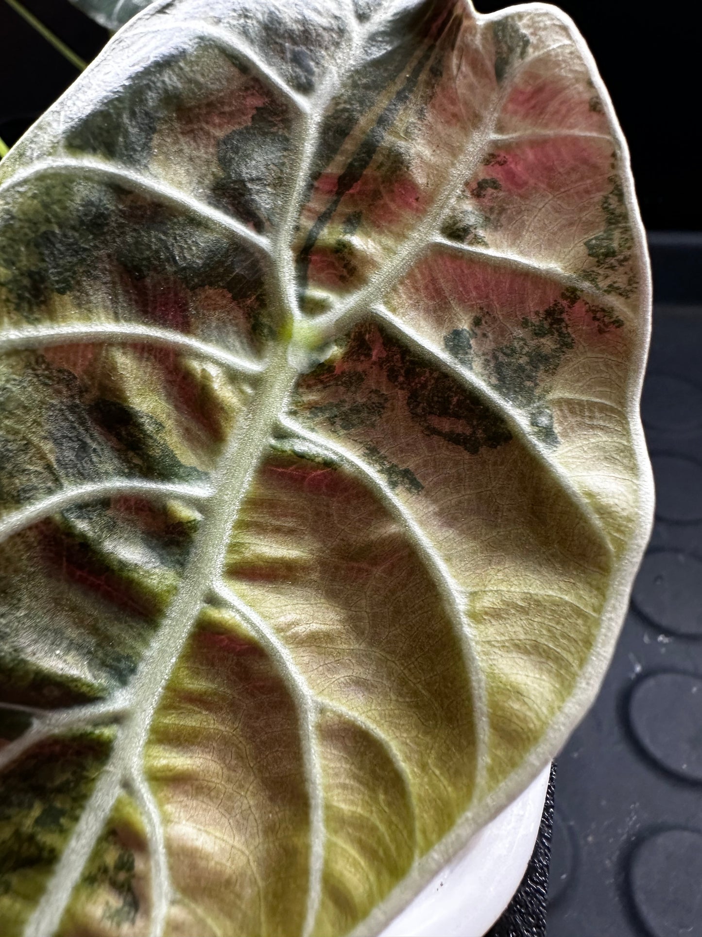 Watsanonia Pink Close Up