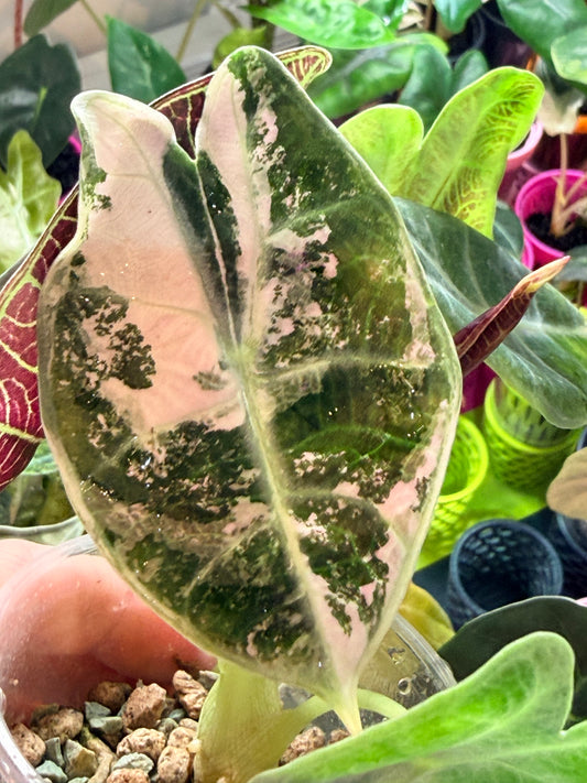 ALOCASIA WATSONIANA "LIGHTNING' ALBO PINK VARIEGATED