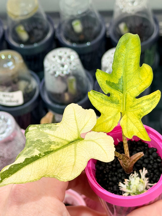 Alocasia brancifolia 'Pink Passion' Albo, deeply lobed foliage with white albo sectors and soft pink