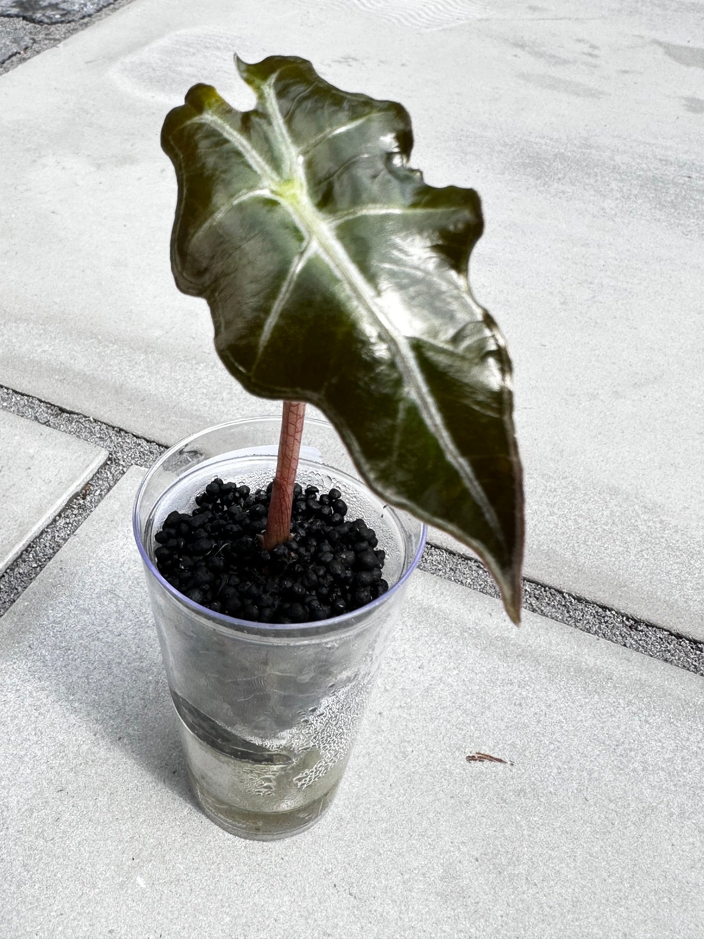 Alocasia Sanderiana 'Noblis'
