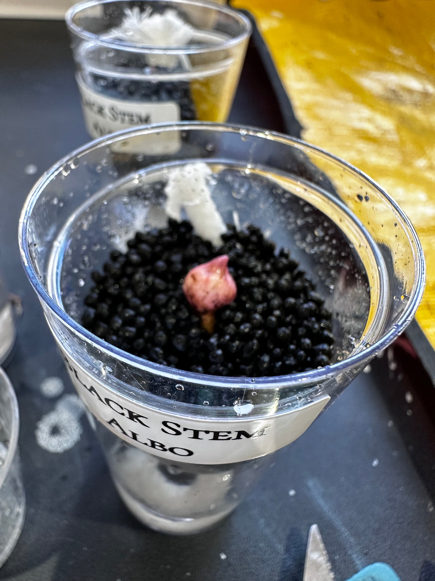 Alocasia Black Stem Albo (Macrorrhizos)