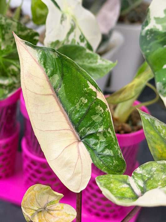 ALOCASIA MACRORRHIZOS 'PLUMBEA' NIGRA PINK VARIEGATED
