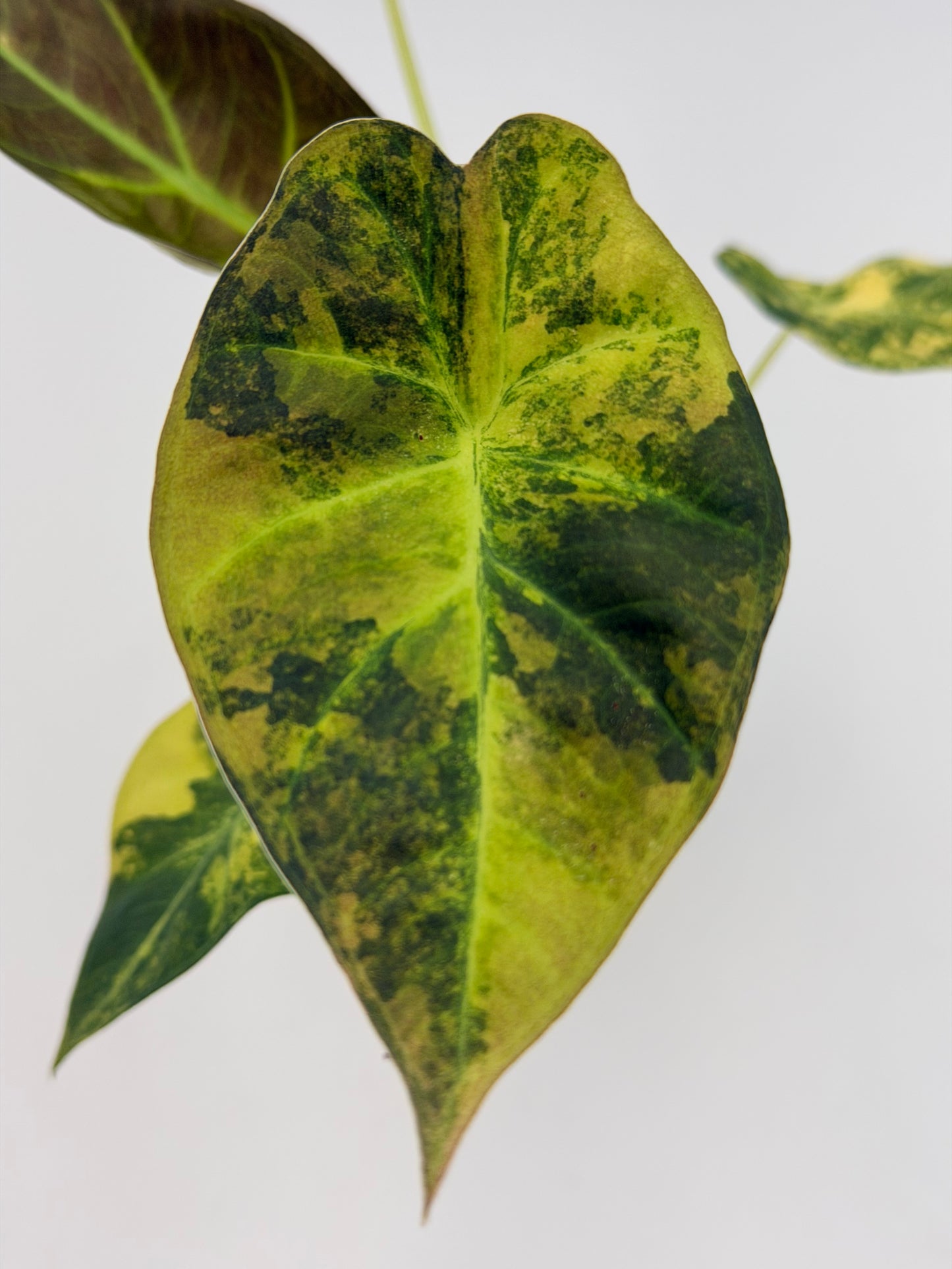 ALOCASIA REGAL SHEILDS AUREA