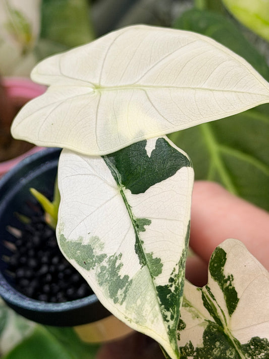 ALOCASIA MICHOLITZIANA ALBO (FRYDEK)