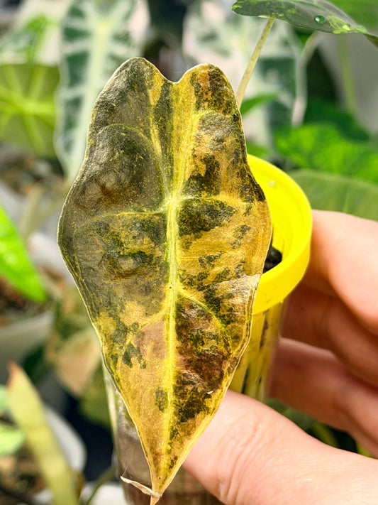 ALOCASIA SANDERIANA AUREA VARIEGATED