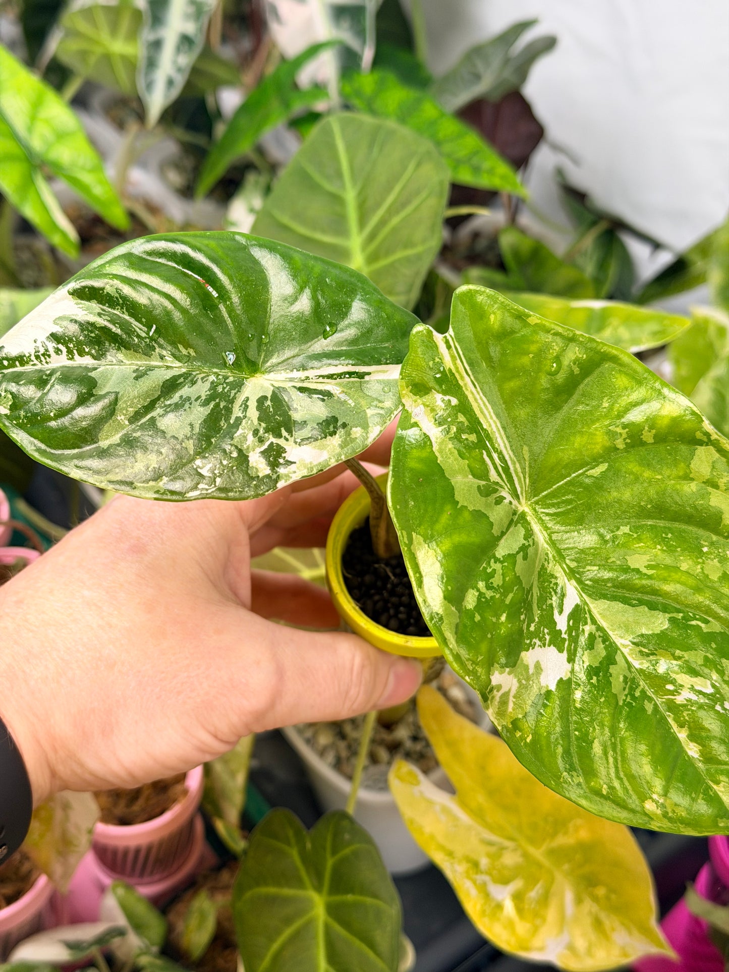 ALOCASIA ACUMINATA ALBO