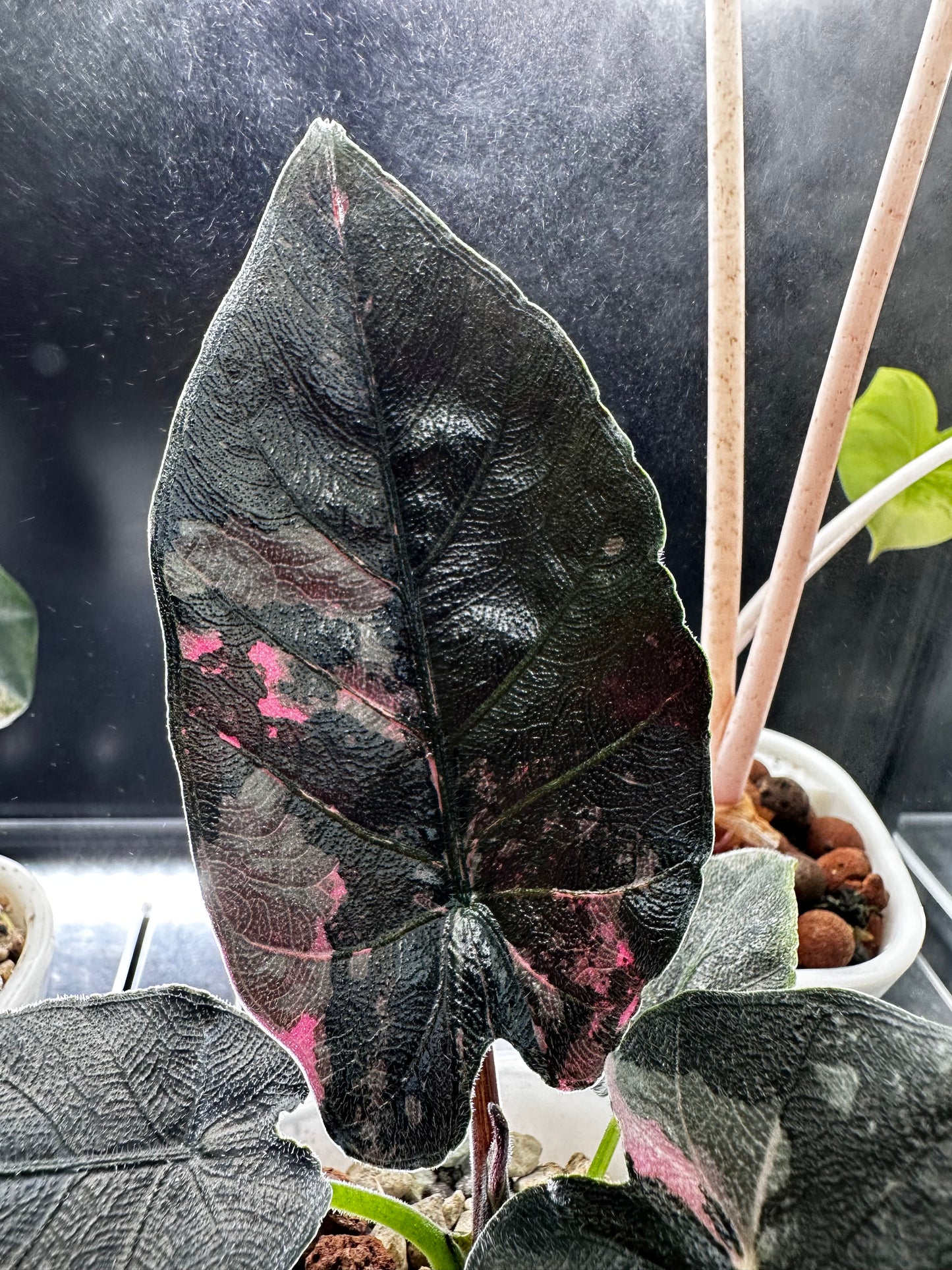 Alocasia Antoro Velvet Pink