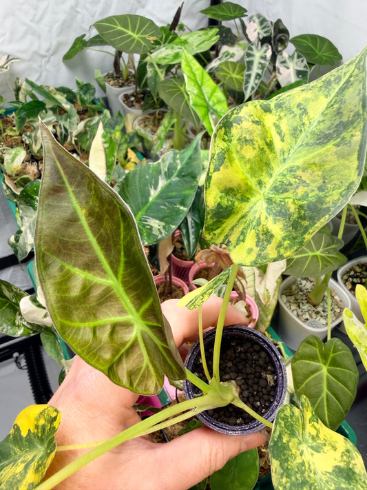 ALOCASIA REGAL SHEILDS AUREA