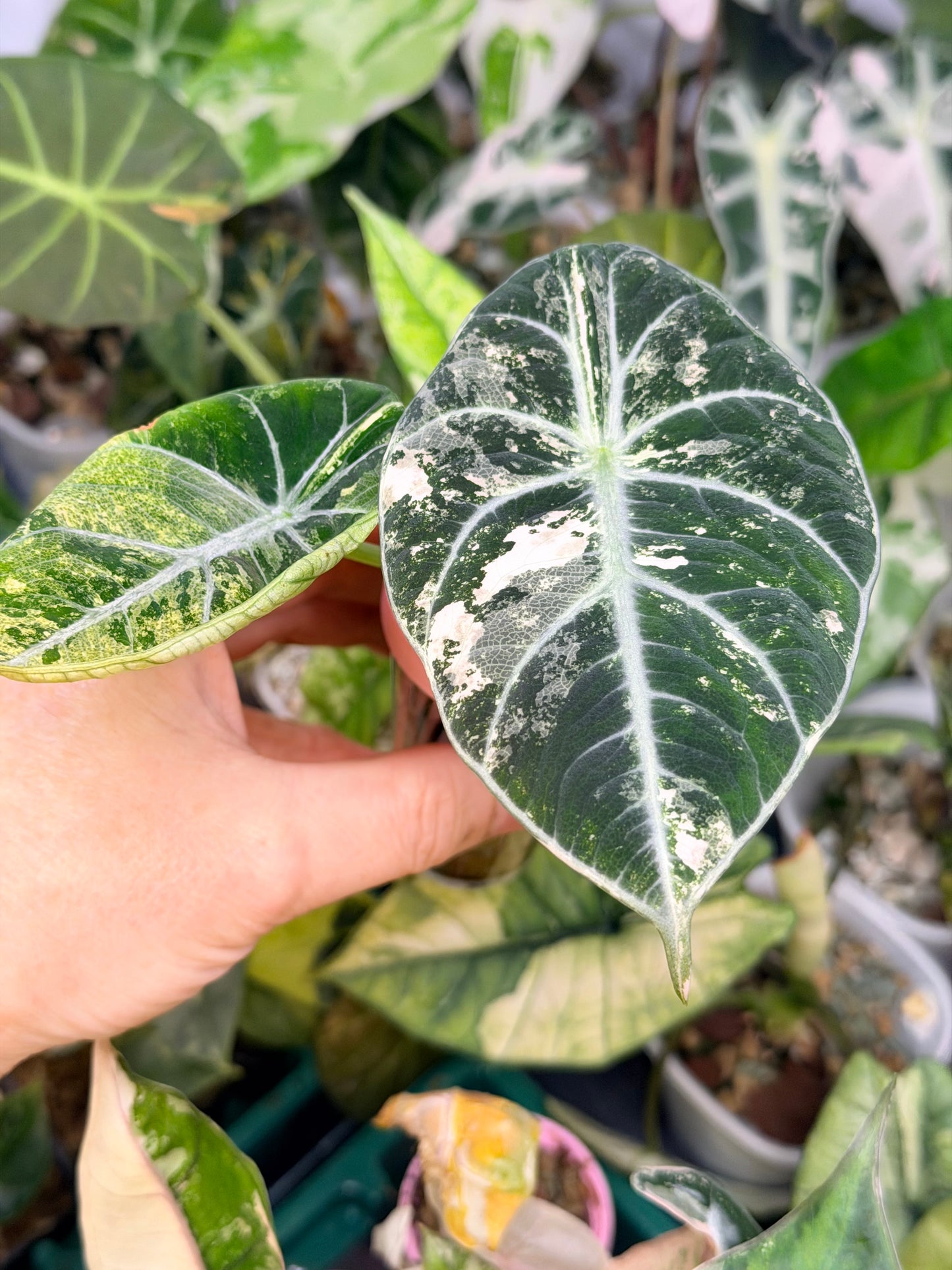 ALOCASIA NINJA PINK VARIEGATED