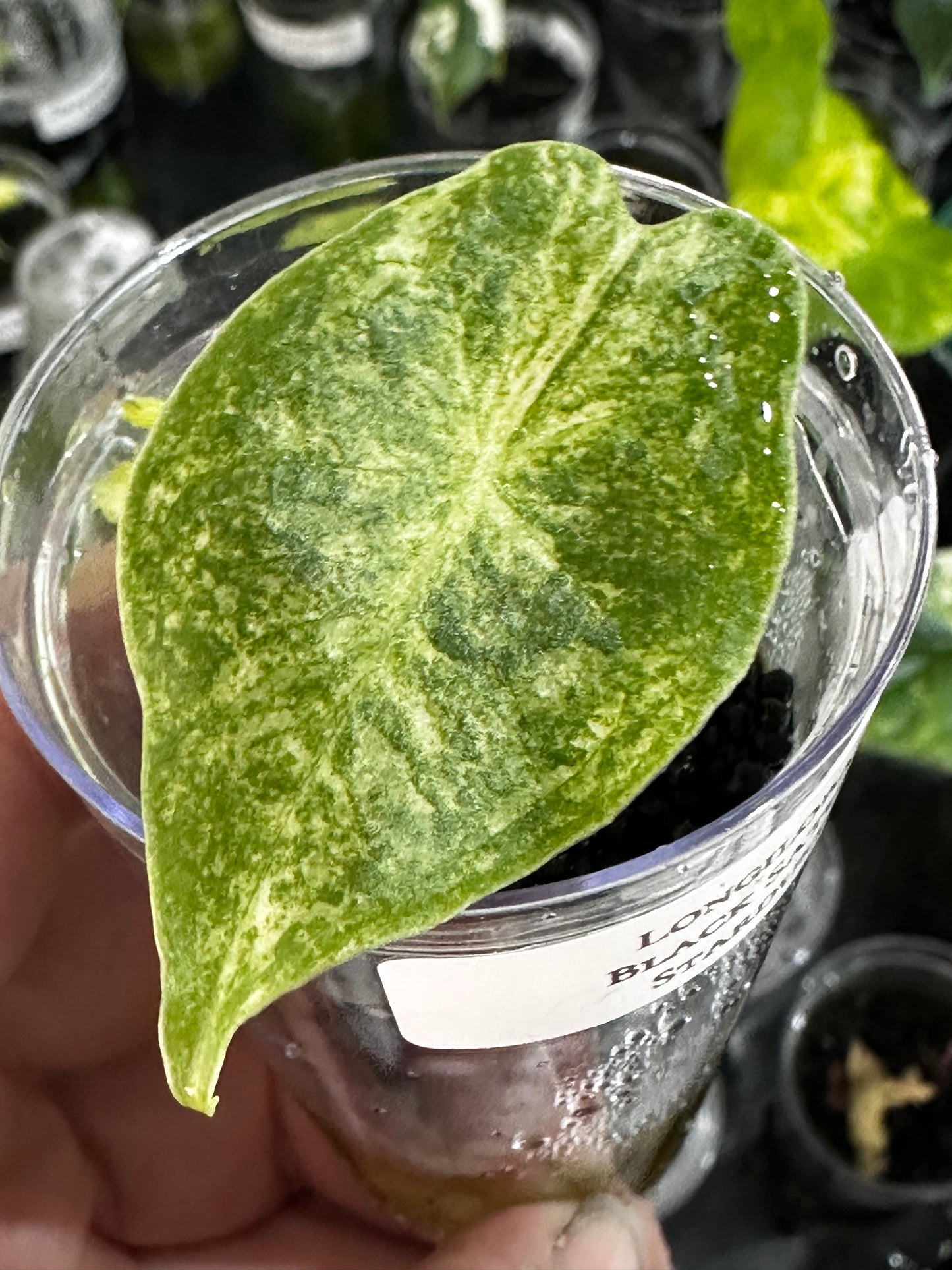 Alocasia Longiloba Satun Stardust