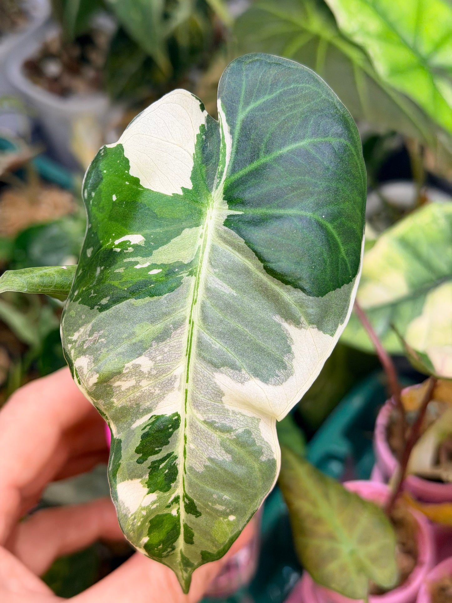 ALOCASIA REGAL SHIELDS ALBO MINT VARIEGATED