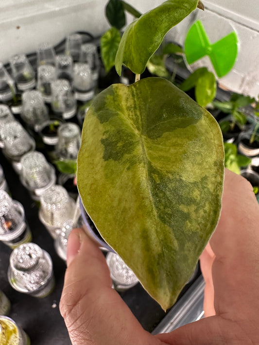 Alocasia Pseudosanderiana Aurea