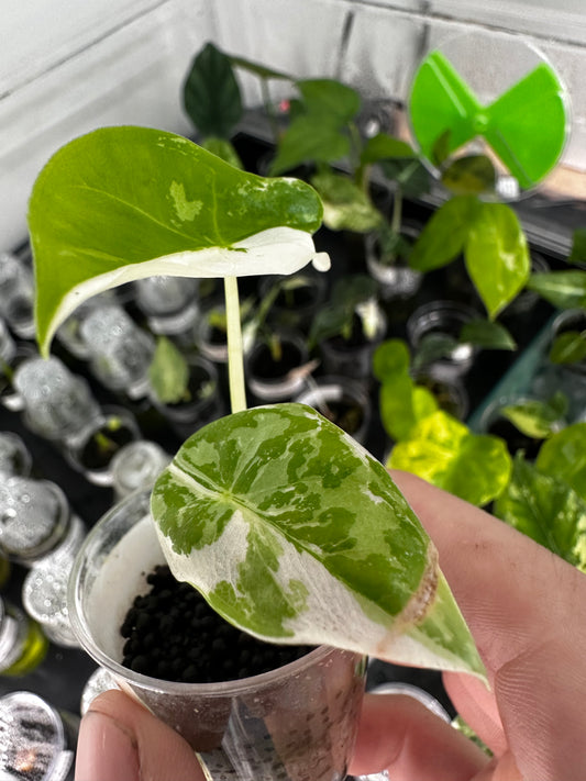 Alocasia Longiloba Pink Back Albo