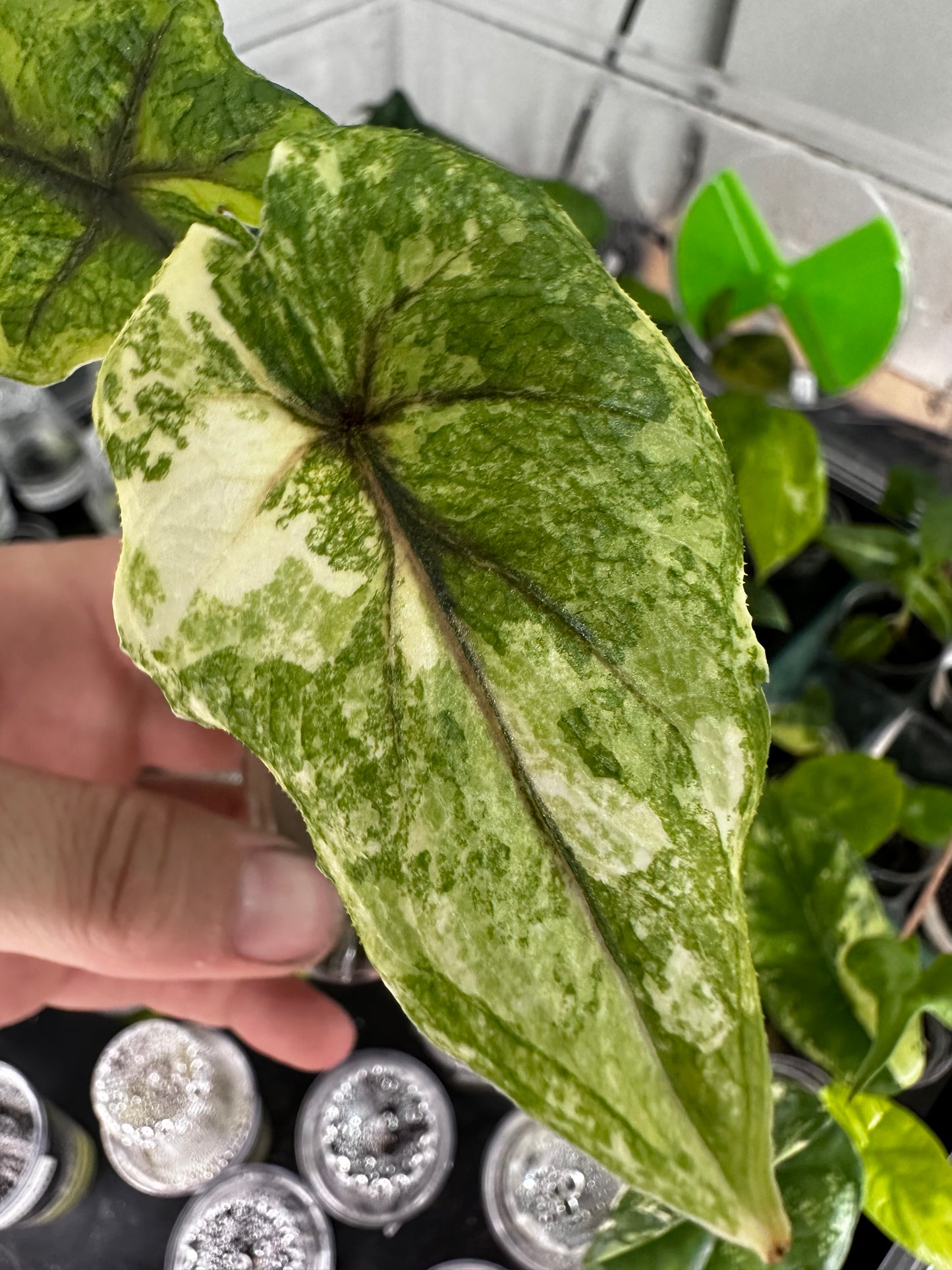 Alocasia Tandurusa 'Jacklyn' Albo