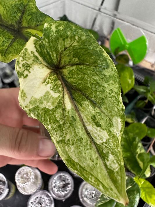Alocasia Tandurusa 'Jacklyn' Albo