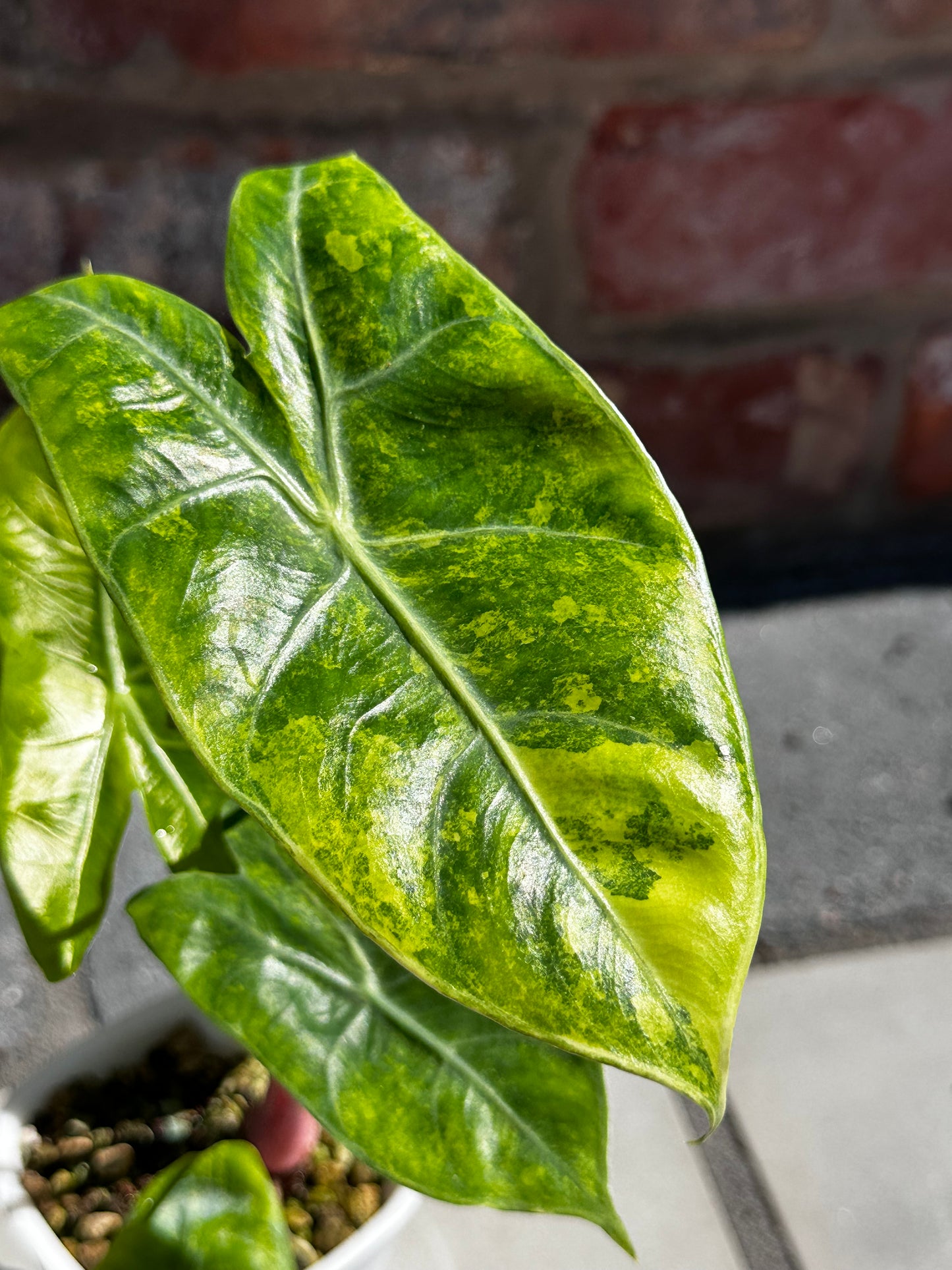 Alocasia Pink Dragon Aurea