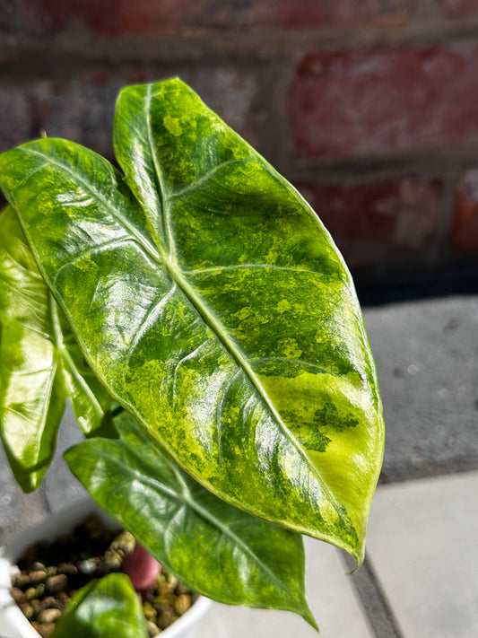 Alocasia Pink Dragon Aurea
