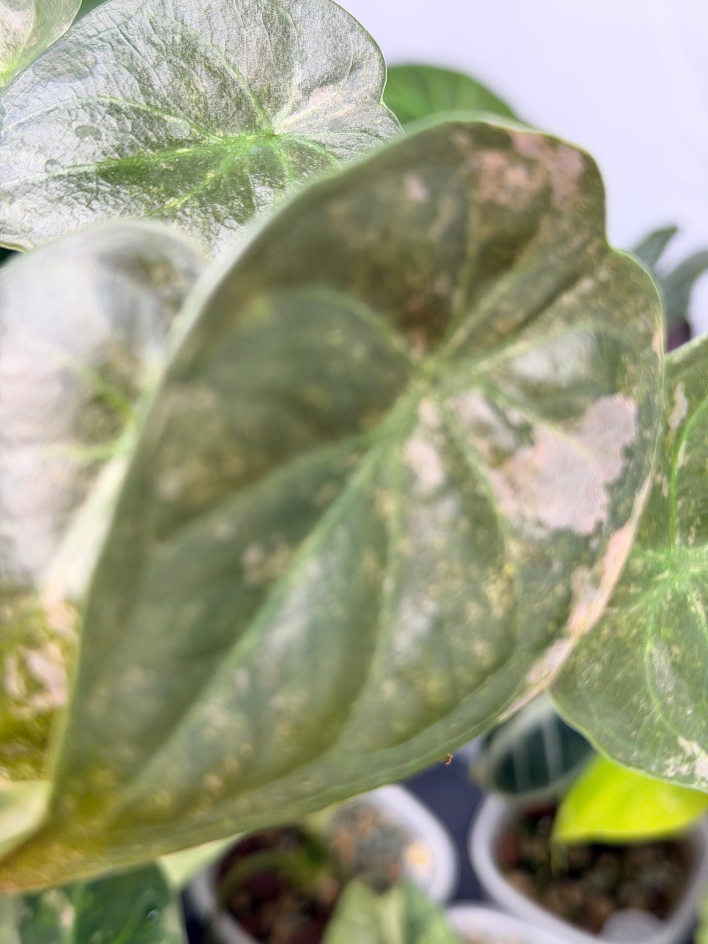 ALOCASIA WENTII PINK SPLASH