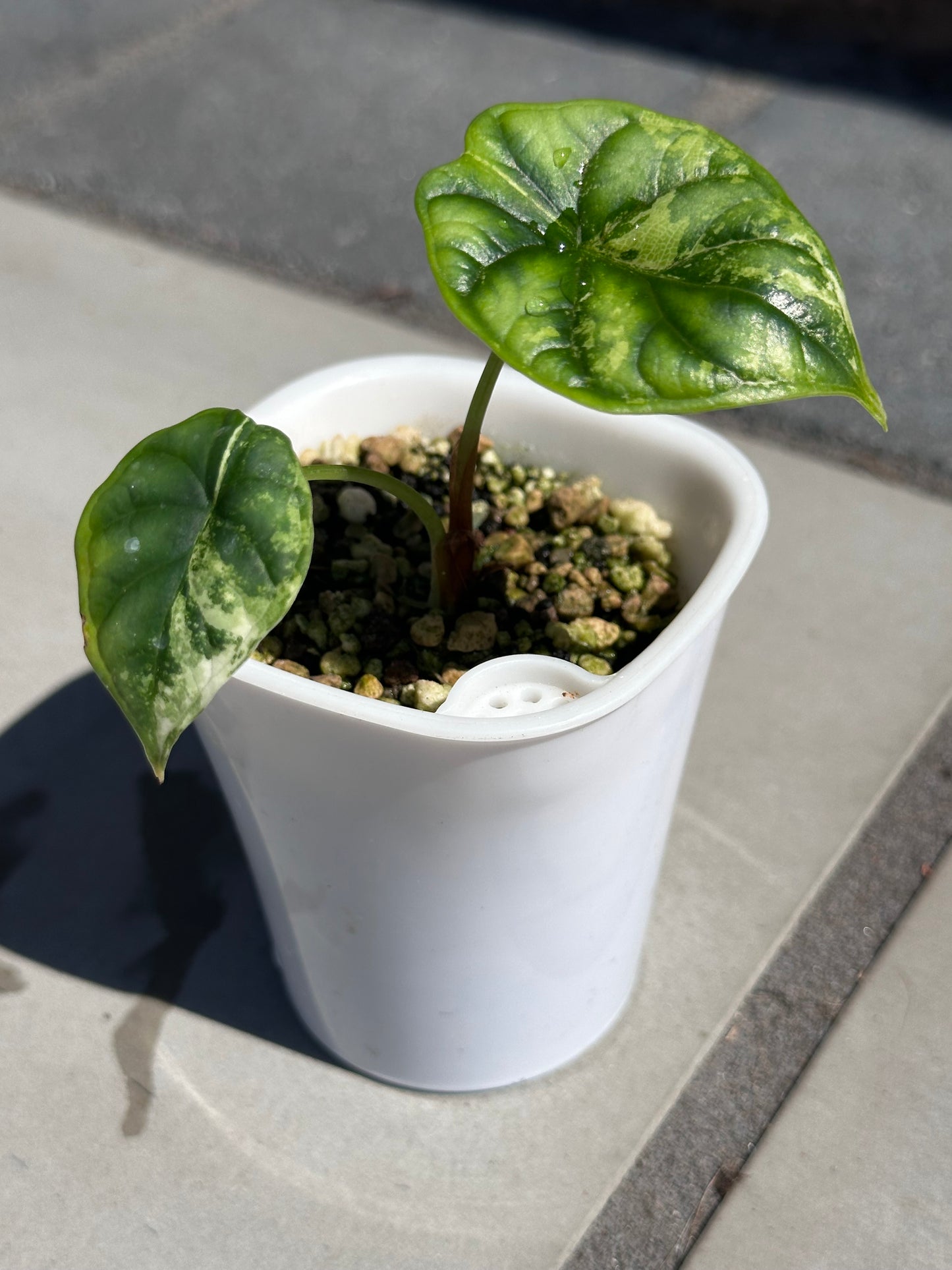 Alocasia 'Baginda' Silver Dragon Aurea
