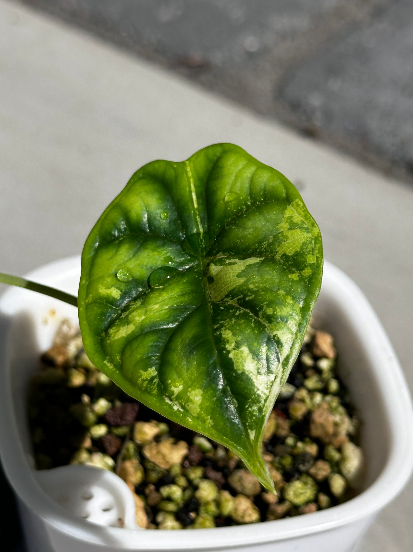Alocasia 'Baginda' Silver Dragon Aurea