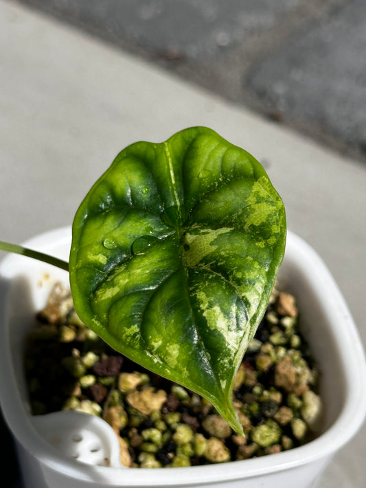 Alocasia 'Baginda' Silver Dragon Aurea