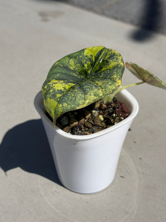 Alocasia Nebula Variegated