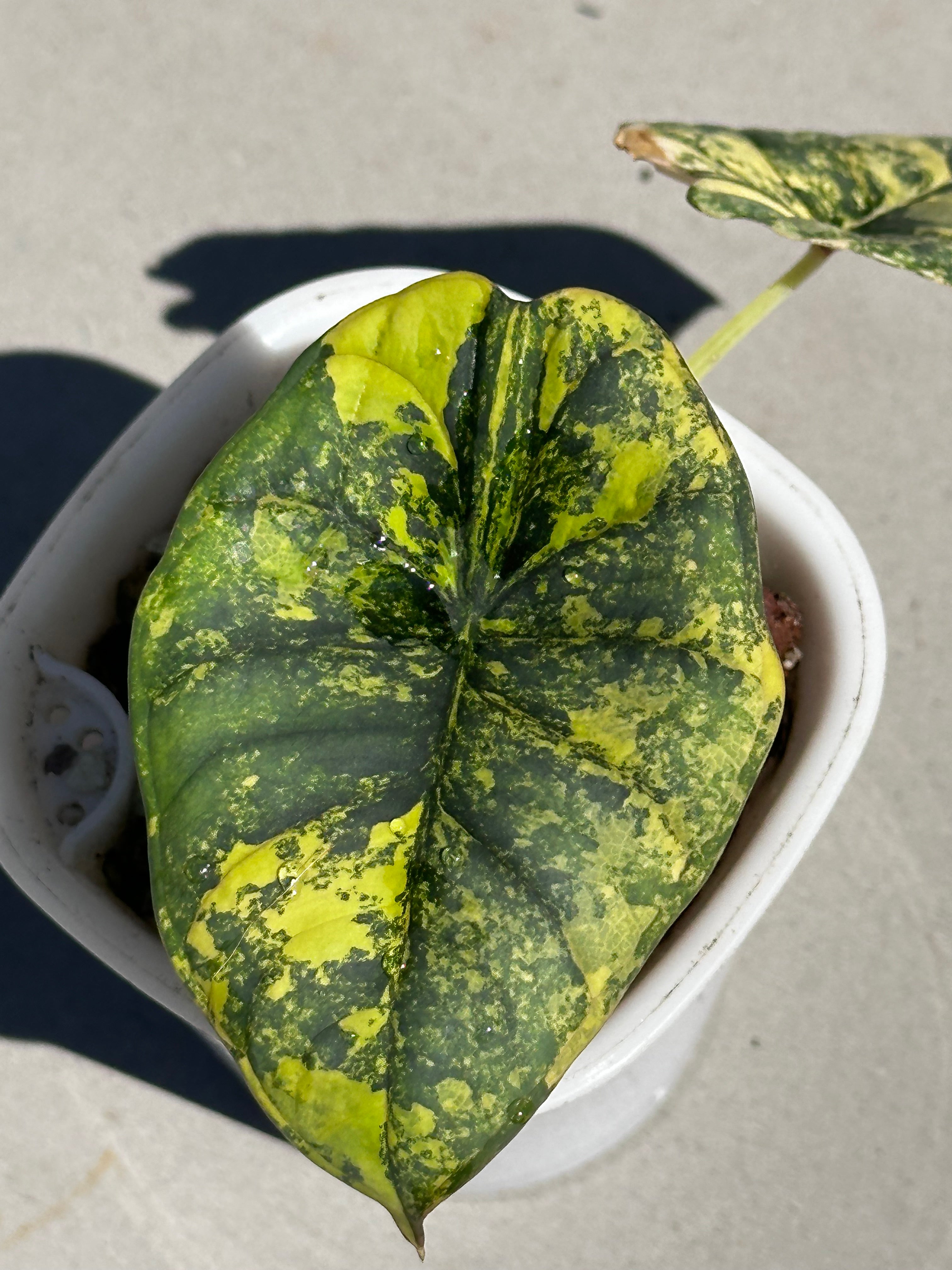 Alocasia Nebula Aurea Variegated – Alocasia Houseplant – The Alocasia  Company