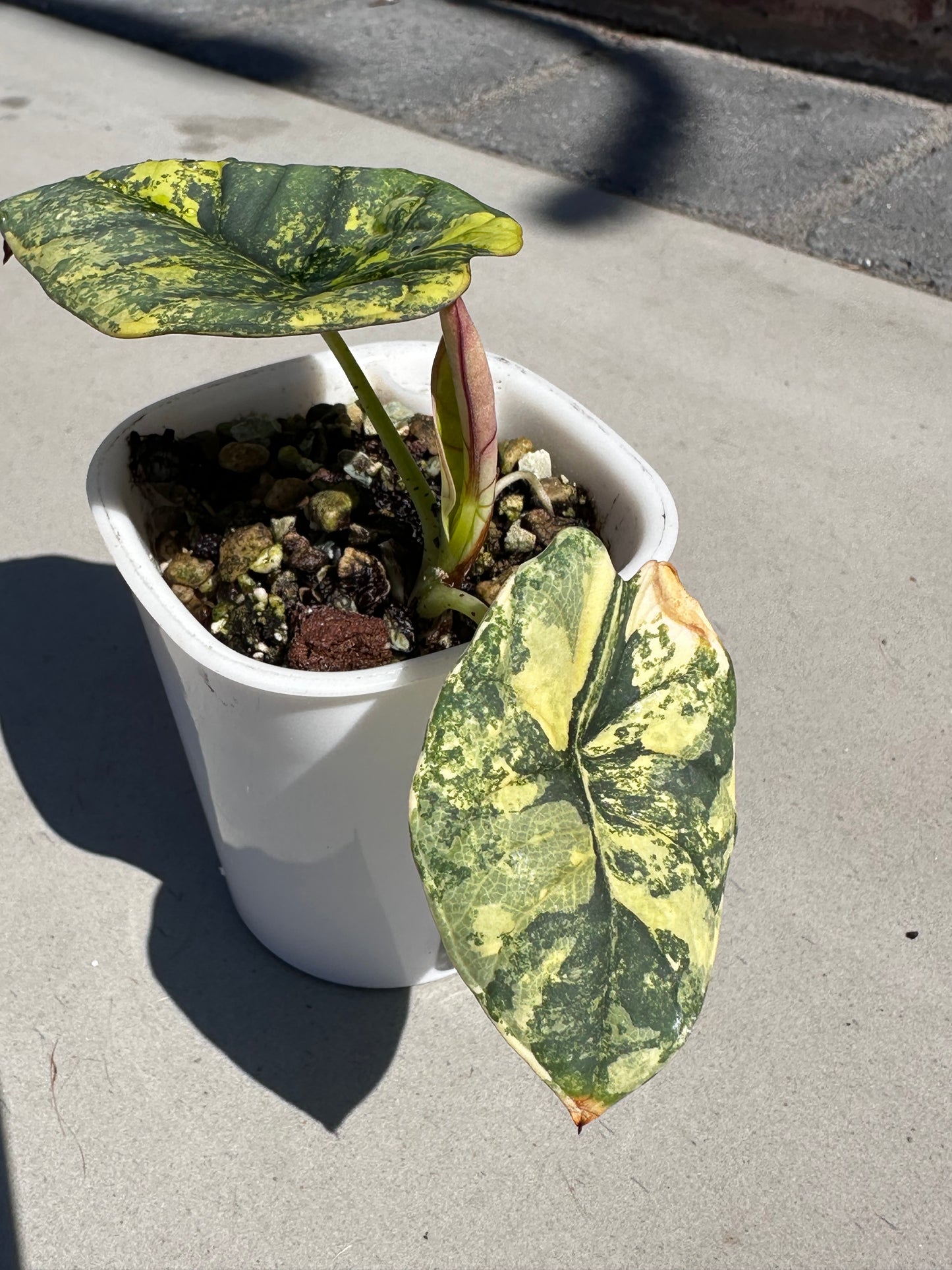 ALOCASIA NEBULA AUREA VARIEGATED