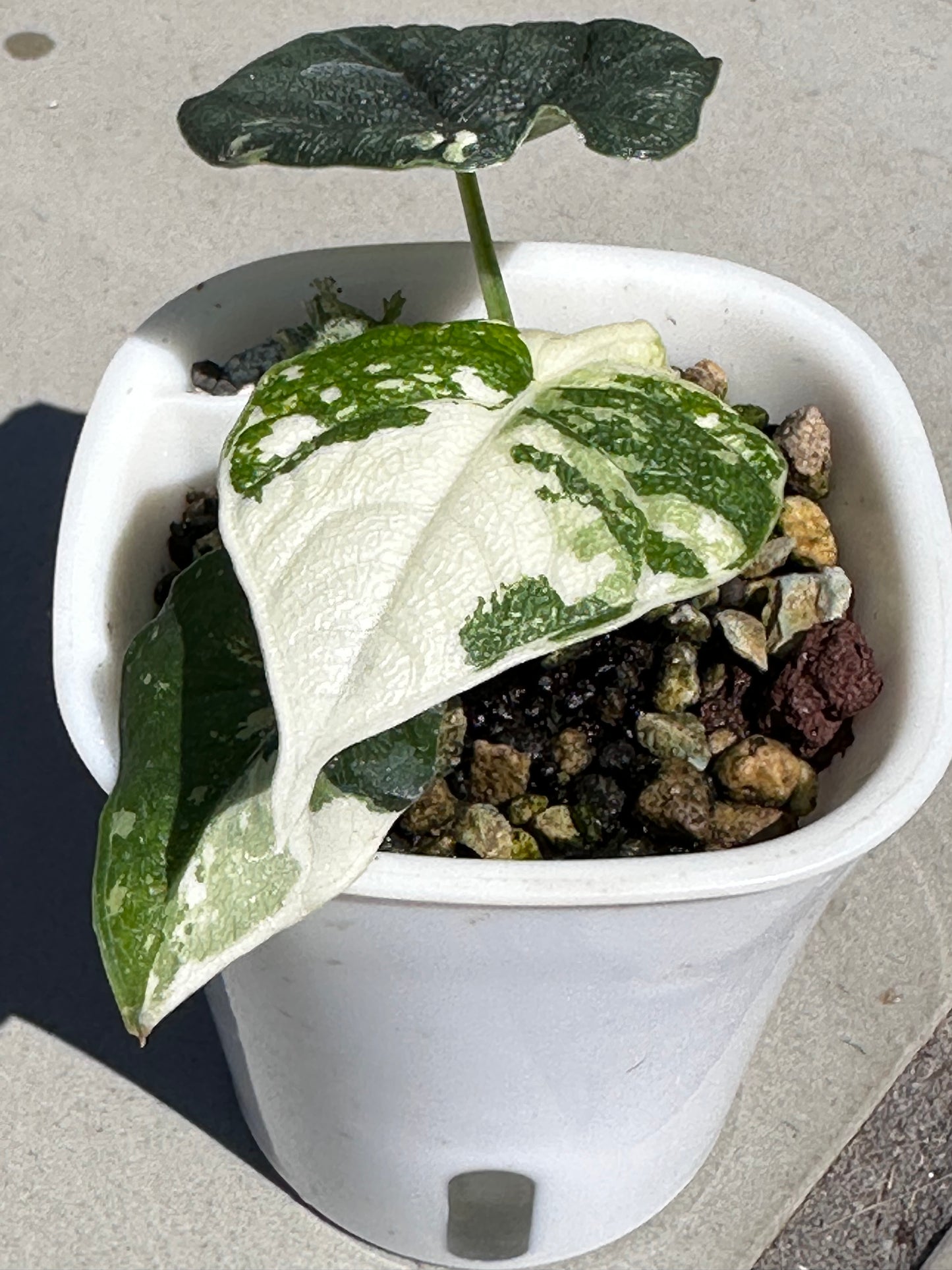 Alocasia Melo Albo Variegated