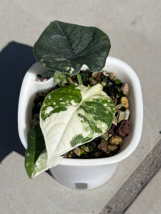 Alocasia Melo Albo Variegated