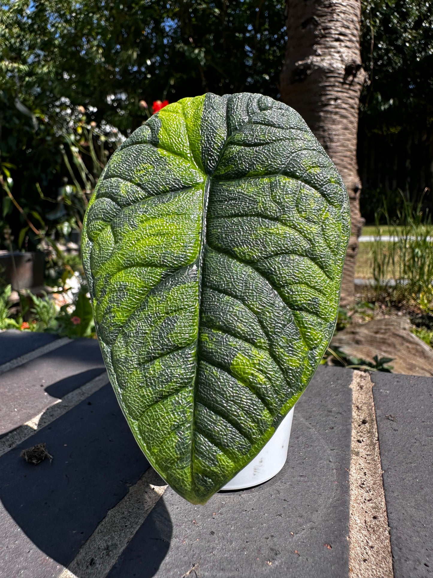 Alocasia Melo Aurea