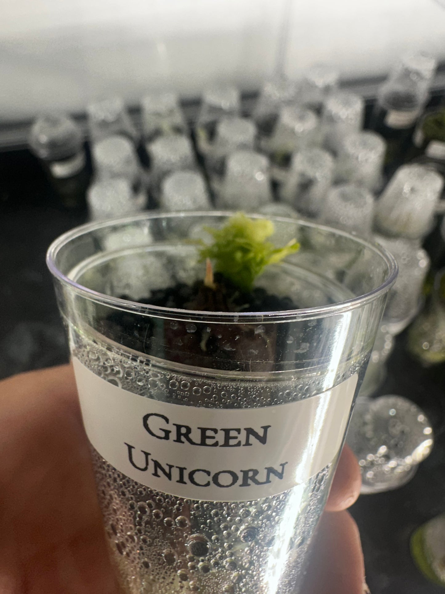 Alocasia Green Unicorn (Azlanii x Dragon Scale)