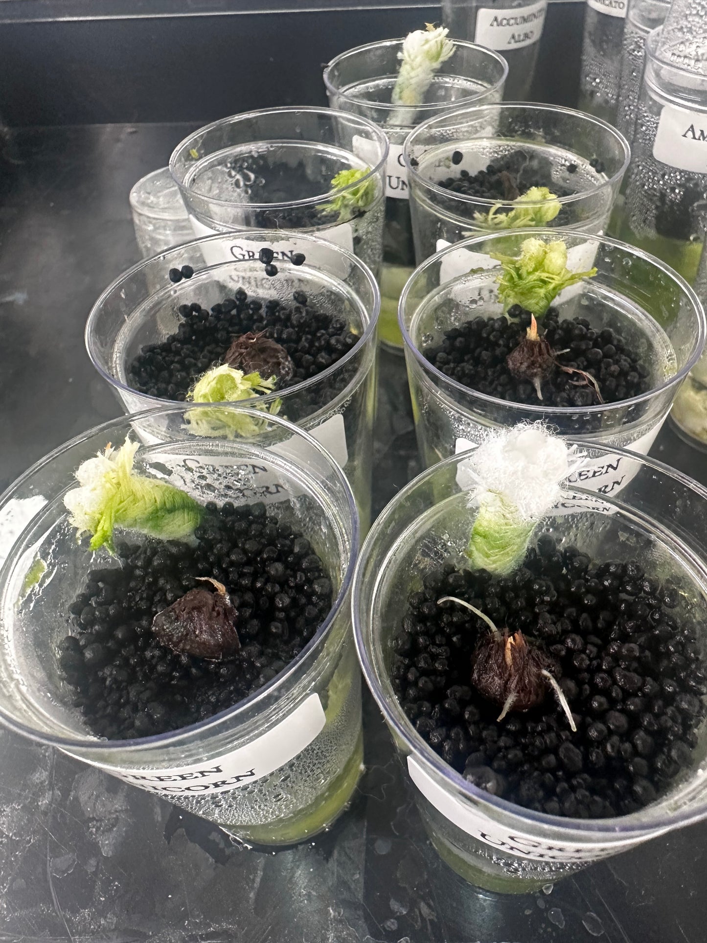 Alocasia Green Unicorn (Azlanii x Dragon Scale)